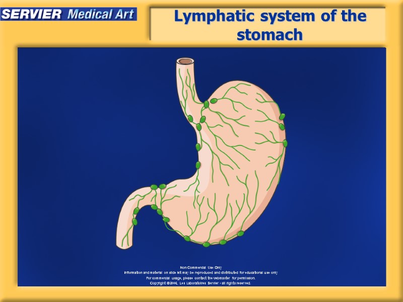 Lymphatic system of the stomach